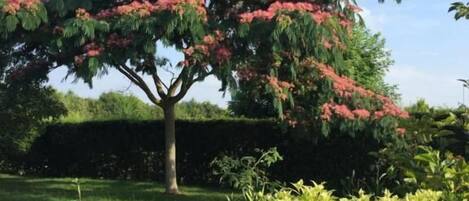A tree with pink flowers, green shrubs, and purple flowers in a garden setting.