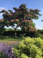 Un árbol con flores rosadas, arbustos verdes y flores moradas en un jardín.
