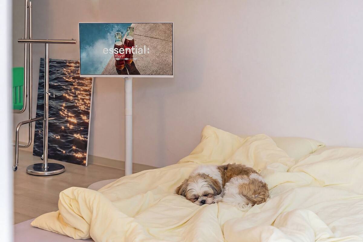 Una cama, un perro, una televisión y una pared con un cuadro.