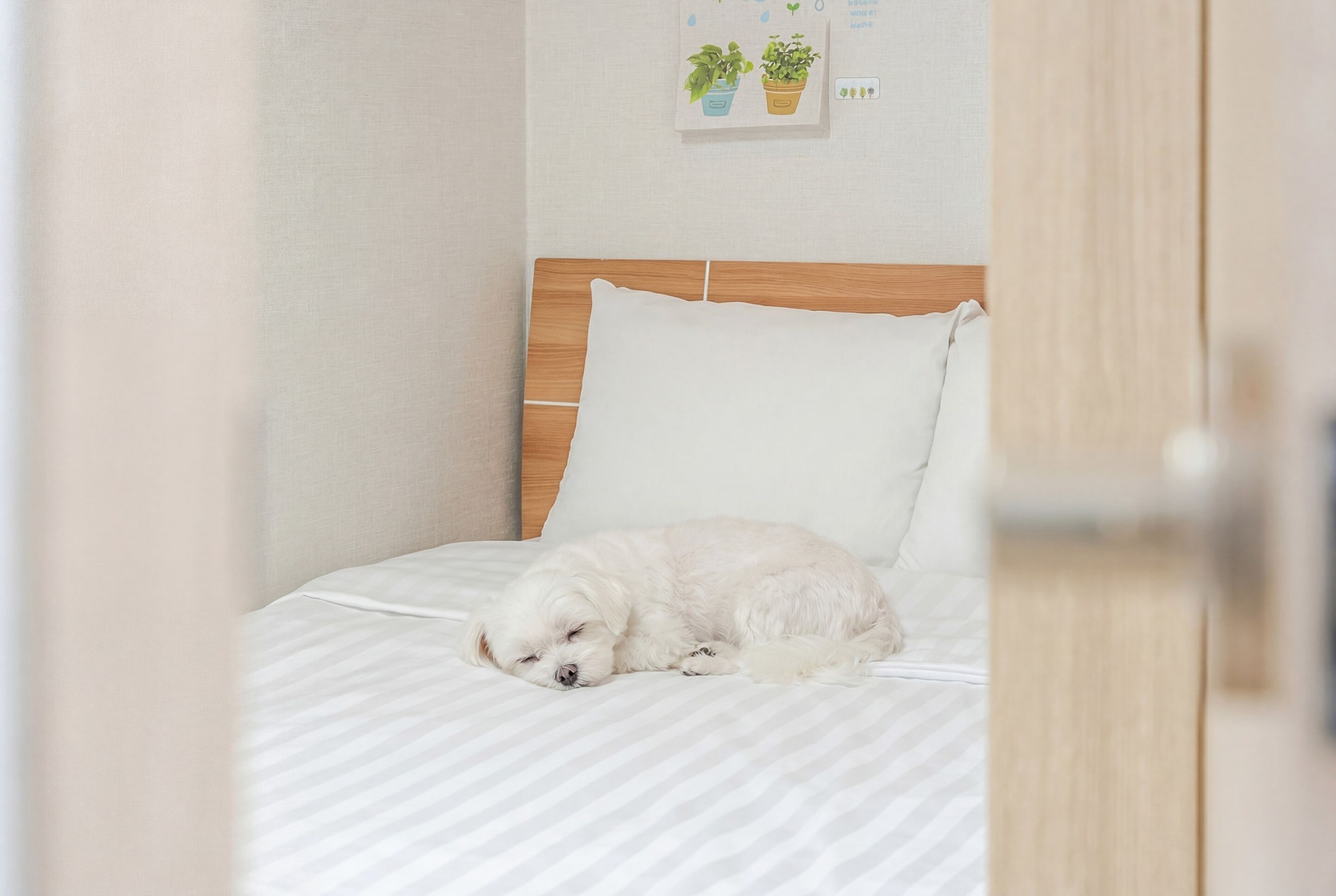 Basic Room, 2 Bedrooms (Private Pool Villa) | 2 bedrooms, free WiFi