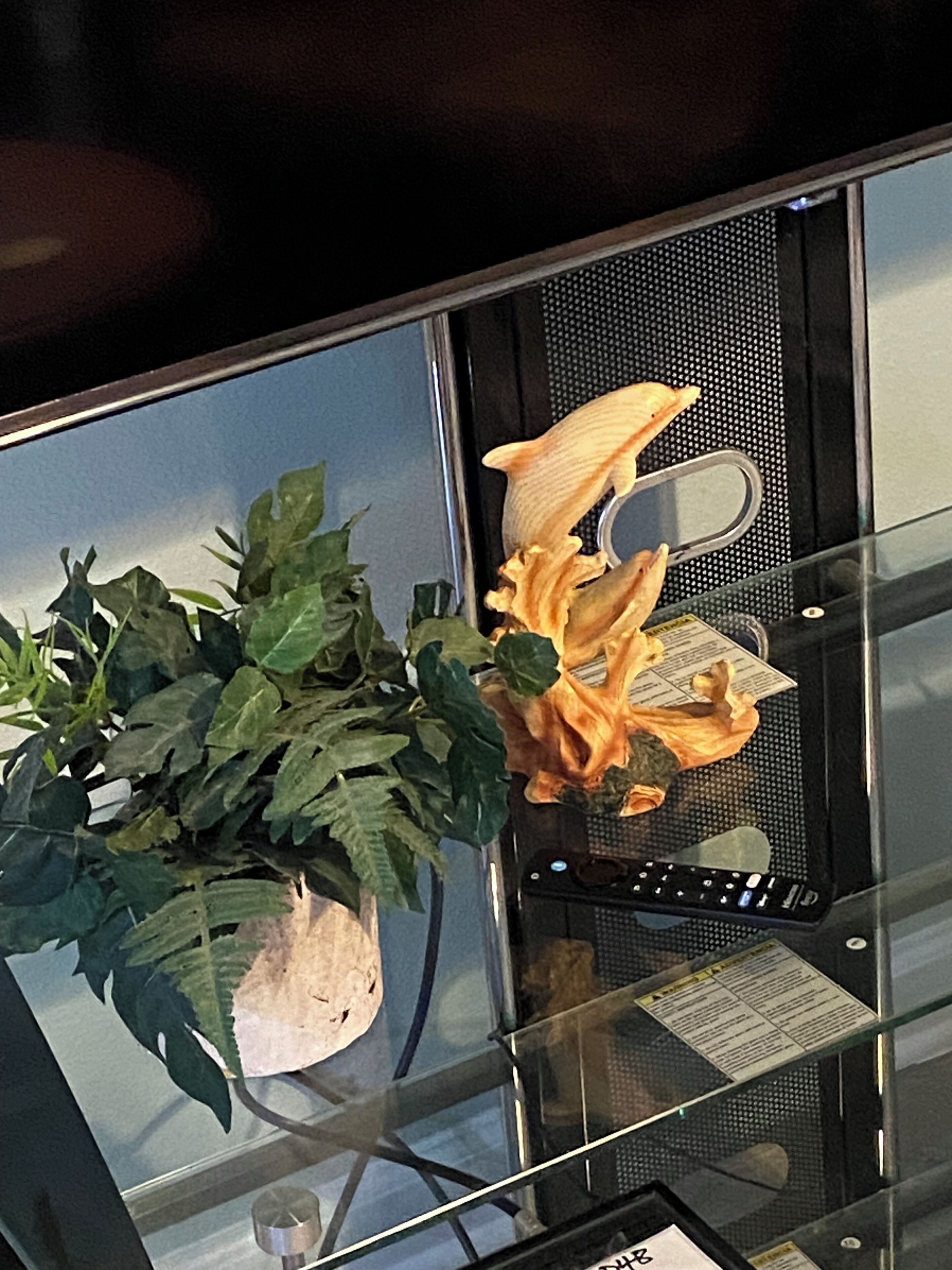 Una pianta in vaso e un modello di bacino umano su un tavolo di vetro.