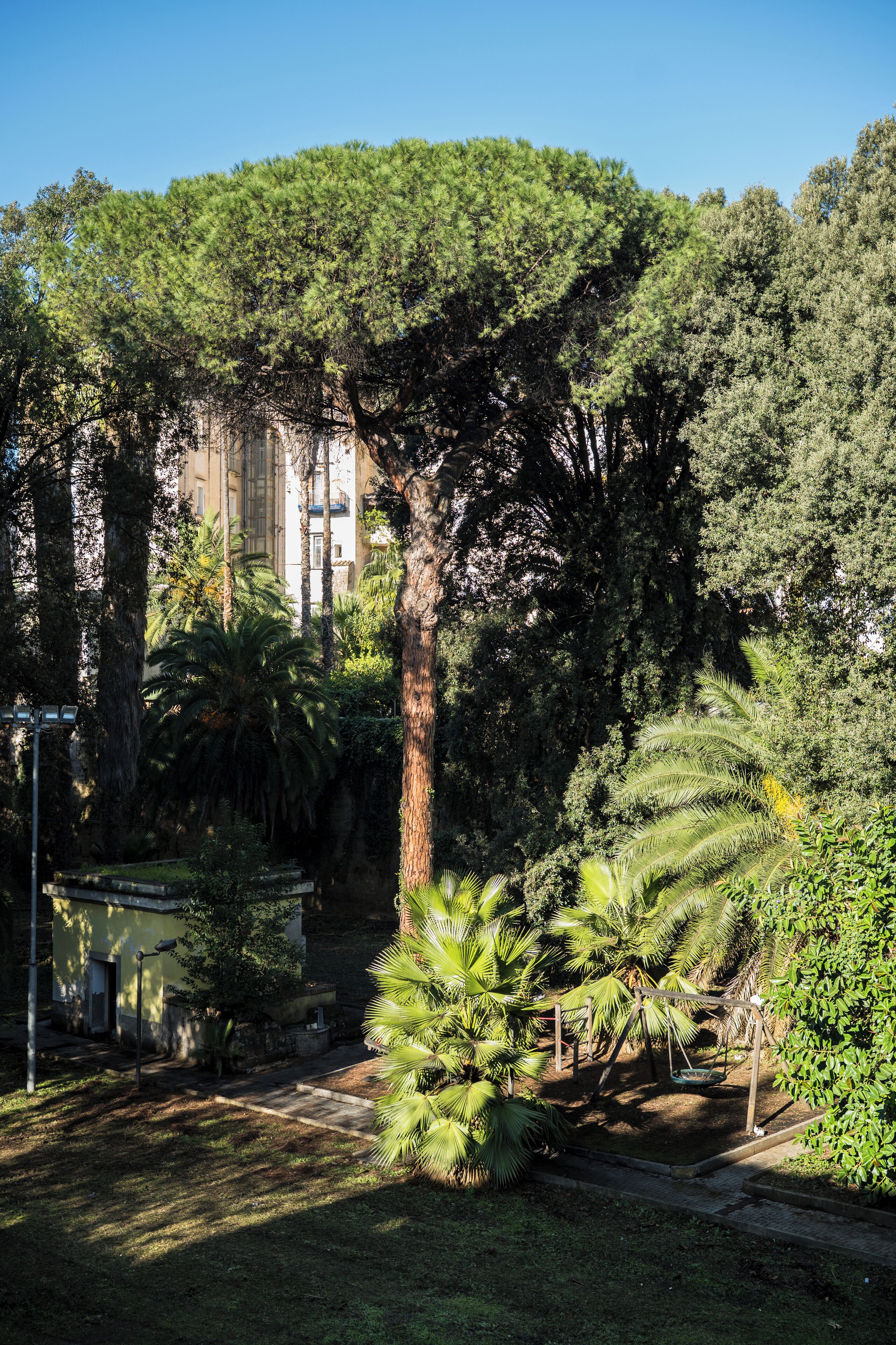 Un jardín exuberante con árboles altos y un columpio.