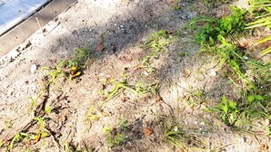 A paved driveway leading to a house surrounded by trees and greenery. - Heavenly Hideaway Unit 1 (Daytona Beach)