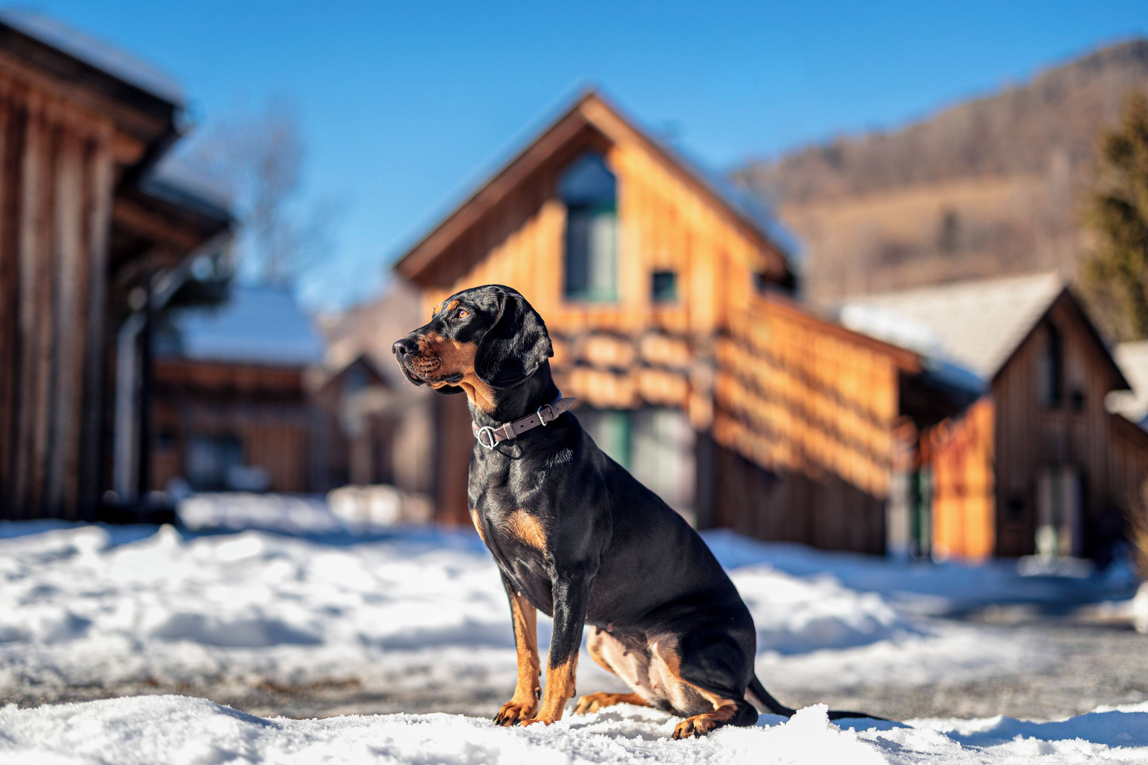 A black and tan dog sitting on snow in front of a wooden building with a sloped roof.