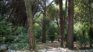 Un camino de piedra serpentea por un bosque frondoso, con altos árboles y un muro de piedra a un lado.