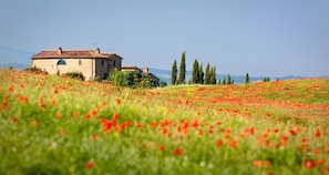 A stone building with a tiled roof, surrounded by a field of red poppies. - Central Apartment at 250m From the sea (Eraclea)