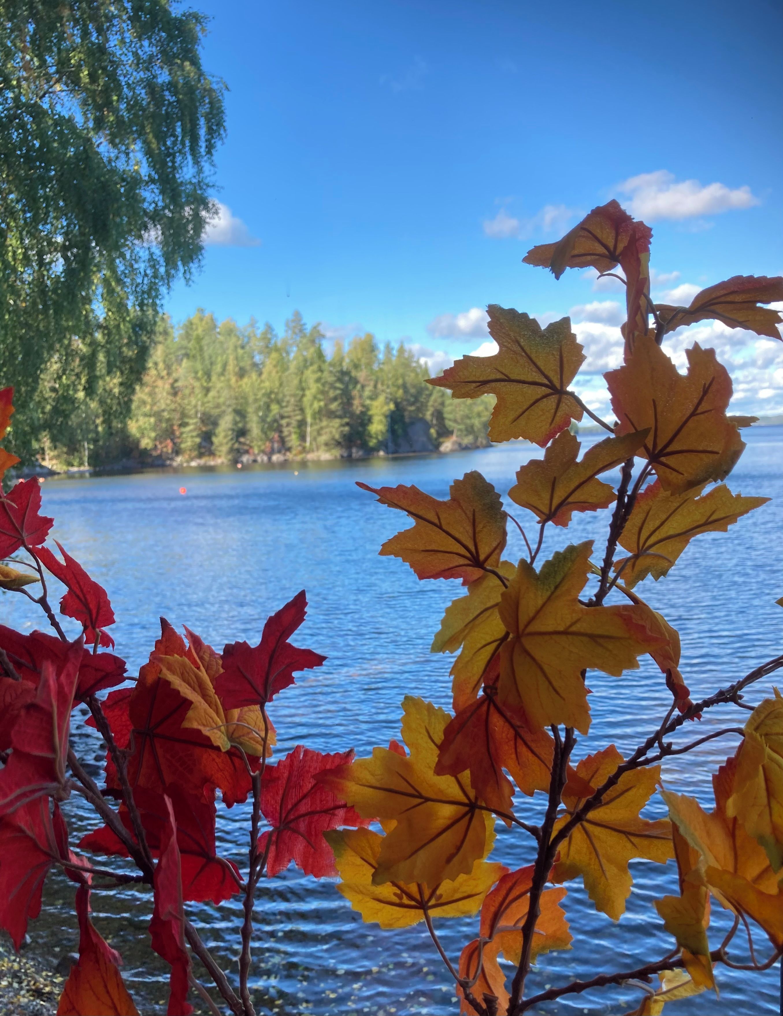 A lake with autumn leaves in the foreground and a forest in the background.