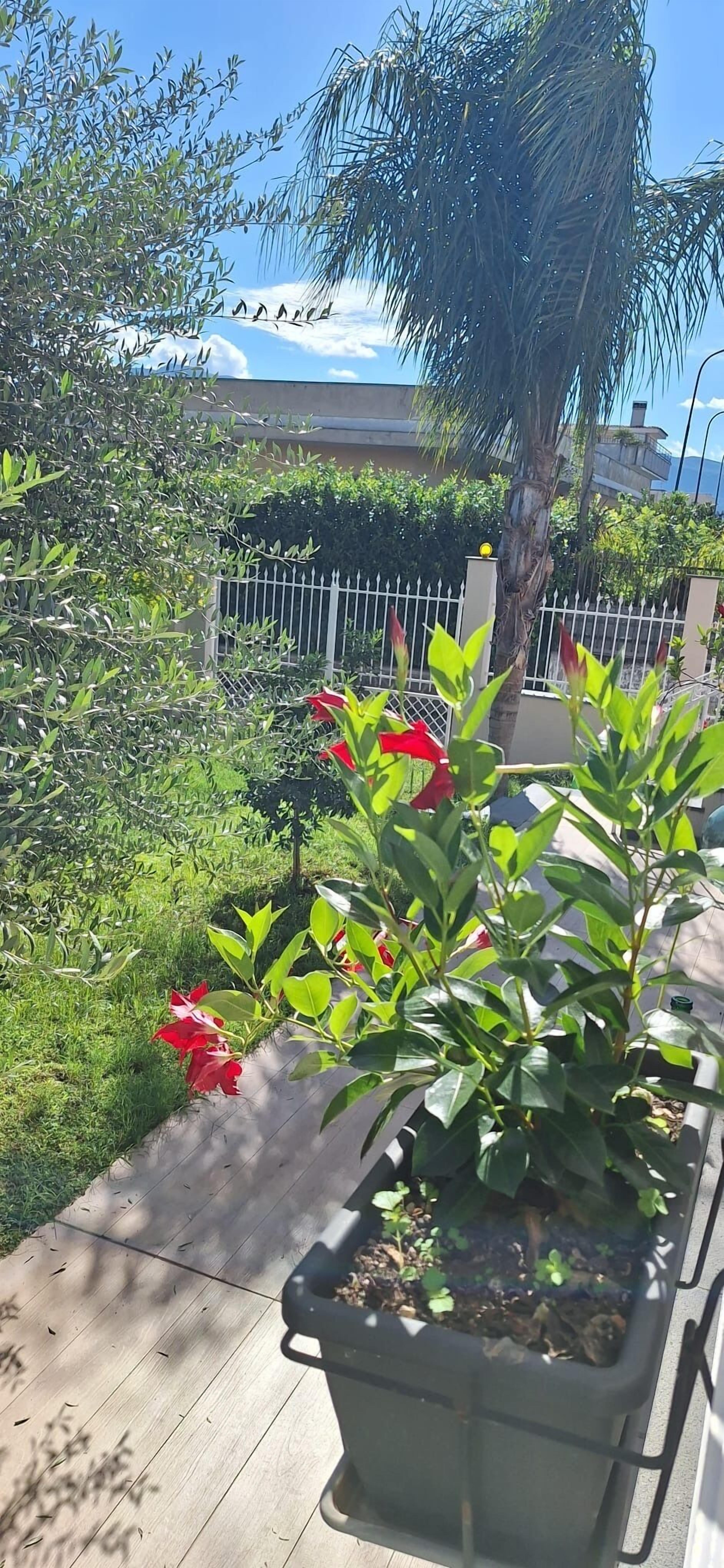 A garden with potted plants and a palm tree.