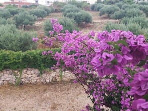 Garden - Studio Apartman Maslina in Zaglavice With Great View (Marina)