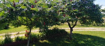 Blossom Cottage - ''Green Energy''