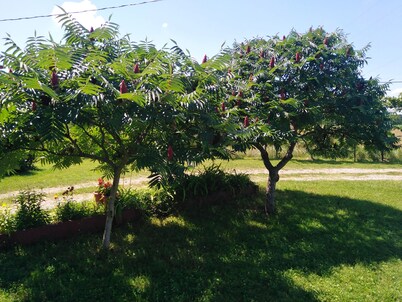 Blossom Cottage - ''Green Energy''