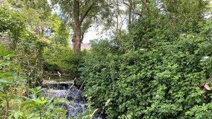 Een natuurlijke omgeving met een kleine waterval, omringd door weelderige begroeiing en bomen.