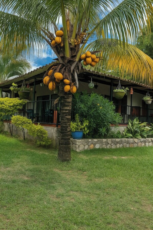 Una casa con una palmera en el jardín delantero, techo de paja y un muro de piedra.