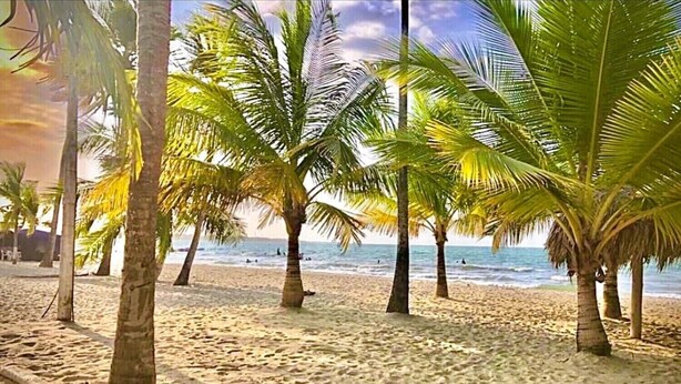 Uma praia arenosa com palmeiras e o oceano ao fundo.