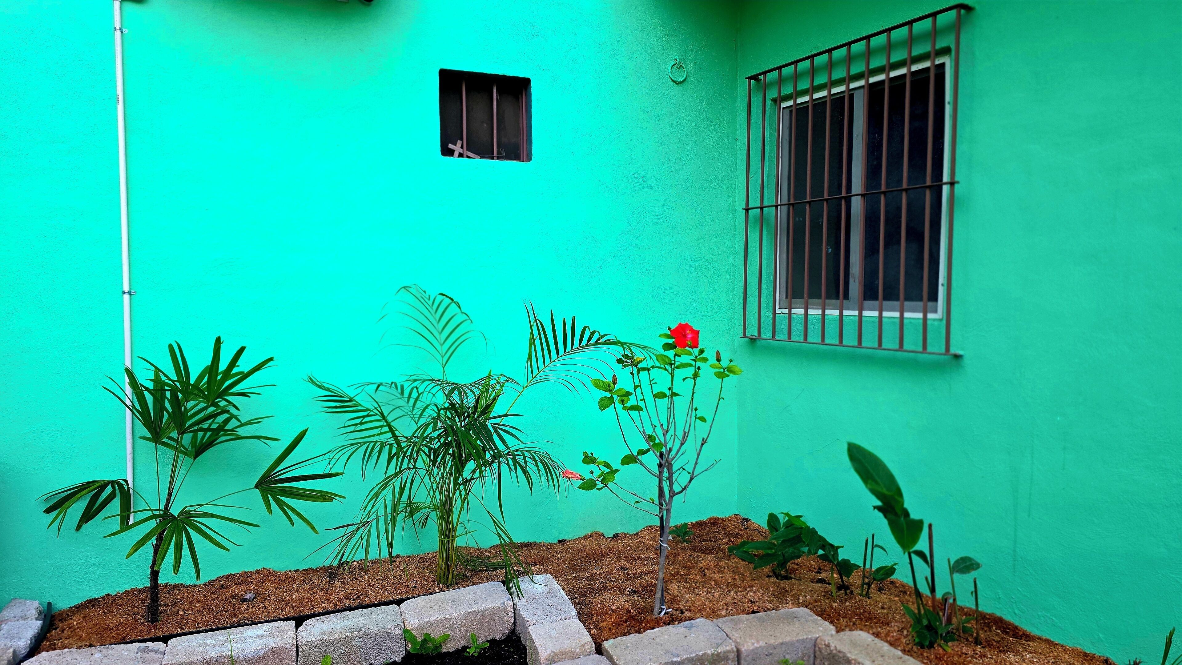 Un petit jardin avec différentes plantes et une fenêtre grillagée.