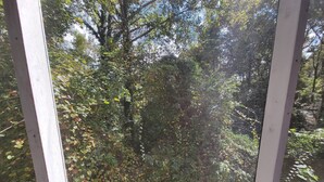 Näkymä ikkunan läpi, jossa on hyttysverkko. Näkymässä on metsäinen alue, jossa on puita ja lehtokasvillisuutta.