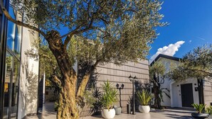 Un patio con un árbol grande, plantas en macetas y la fachada de un edificio moderno.