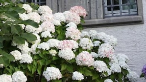 A building facade with a classical relief sculpture above a window, surrounded by lush hydrangea bushes. - Villa Weißer Berg (Neuwied)