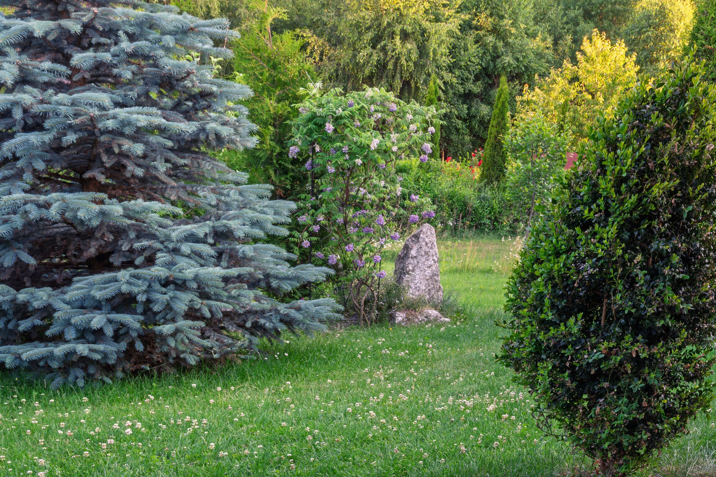 Un jardin où l’on trouve différentes plantes et différents arbres, notamment un grand conifère et un arbuste à fleurs.