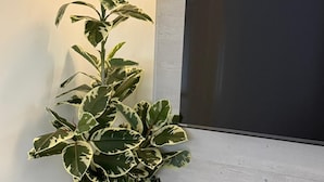 Eine Topfpflanze mit gefleckten Blättern neben einem flachbildschirmfernseher, der an einer hellen Wand angebracht ist.
