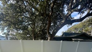 A well-maintained lawn with a white fence, a large tree, and a house in the background. - 5 O'Clock Somewhere (North Myrtle Beach)