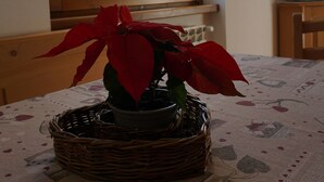 A room with a window overlooking a mountain, a table with a patterned tablecloth, and a basket with a red plant. - Baita la Malgheta - Bormio, mountains, skiing and relaxation (Piatta)