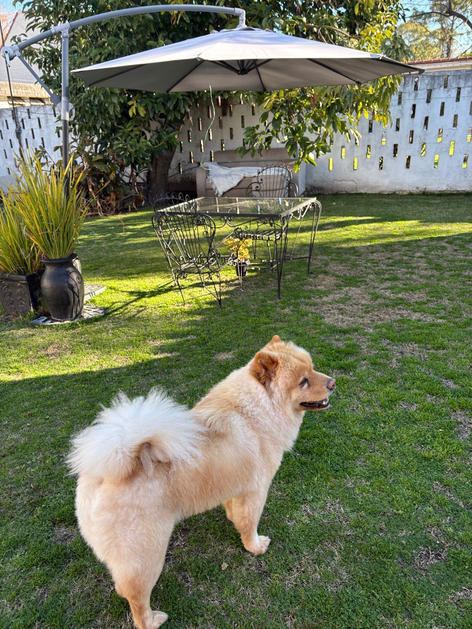 Een hond in een achtertuin met een patio tafel, stoelen en een hek.