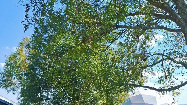 Un cotxe blanc aparcat en un entorn natural, amb un arbre i una estructura semblant a una tenda de color blanc al fons.