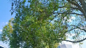 A white car parked in a natural setting with a tree and a white tent-like structure in the background. - Cúpula de pequeños exploradores de GEstores (Amealco de Bonfil)