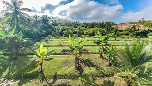 A lush green landscape with banana trees and a clear sky.