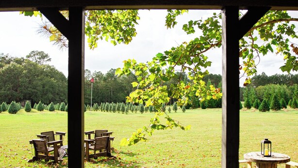 A covered outdoor seating area with wooden chairs and tables, overlooking a grassy field and trees. - Marley: Cozy tiny cabin on Christmas Tree Farm in South Georgia (Cairo)