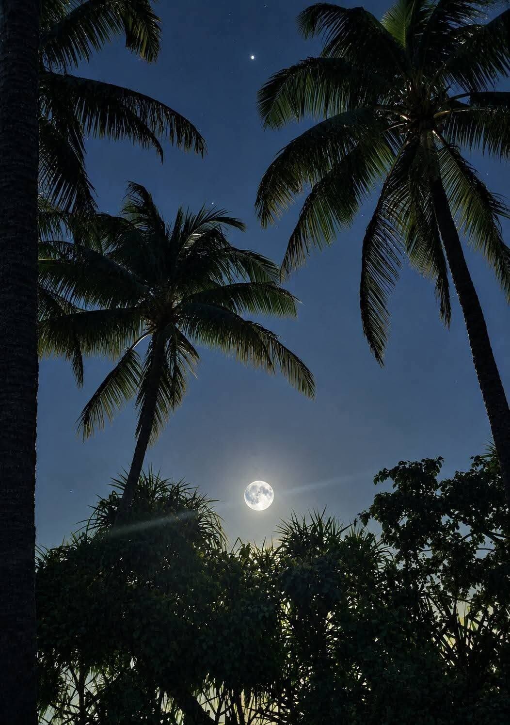 A night scene with a full moon and palm trees.
