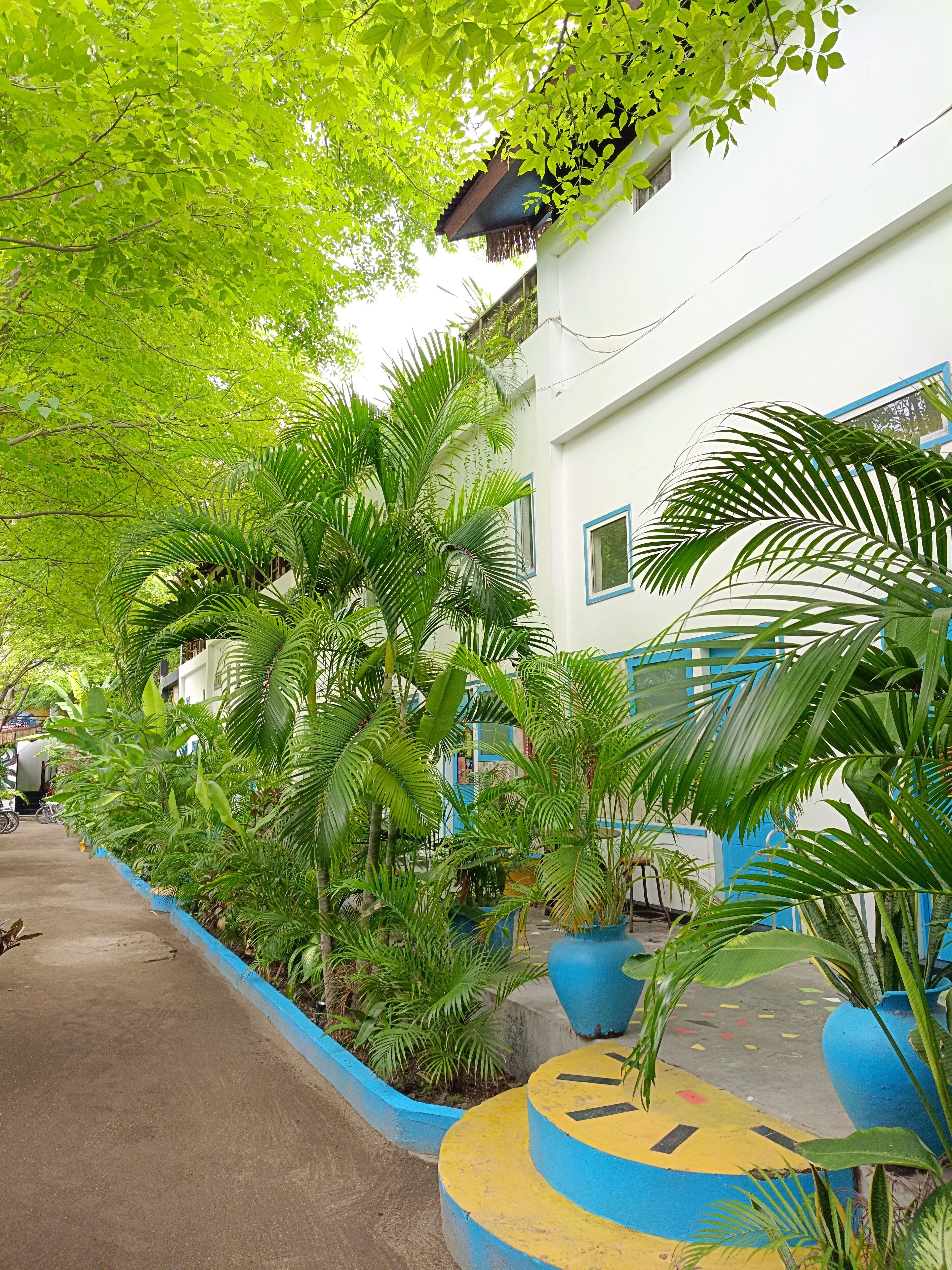 A pathway lined with lush green plants and a white building with blue trim.