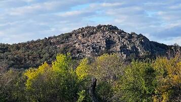 Eine gebirgige Landschaft mit dichter Vegetation im Vordergrund.