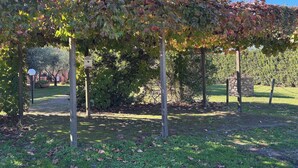 A vineyard with rows of grapevines supported by wooden stakes, a stone wall, and a grassy area with scattered leaves. - 4sleeping places with swimming pool, parking space (Campiglia Marittima)