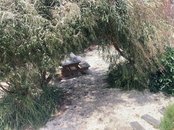 A gravel path leading to a wooden bench surrounded by dense foliage.