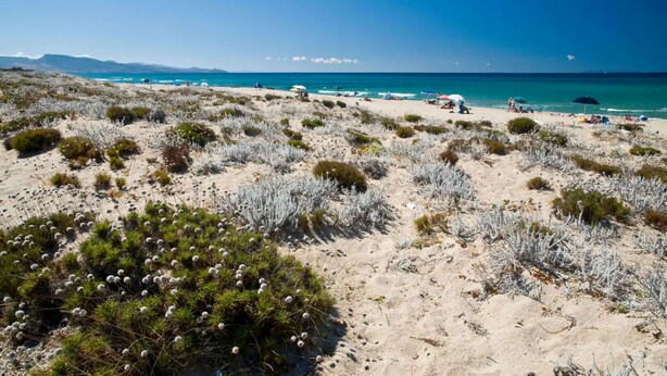 Una playa con poca vegetación y un cielo azul despejado.