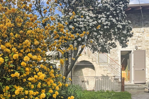 Blume, Gelb, Strauch, Frühling, Blühende Pflanze
