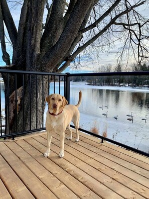 Property grounds - Spacious family Riverfront Cottage with Large Deck, Only Steps from the Water (Marmora)