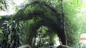 A concrete staircase with wooden railings, surrounded by lush greenery and an archway covered in foliage. - The Jungle Pots (Payangan)