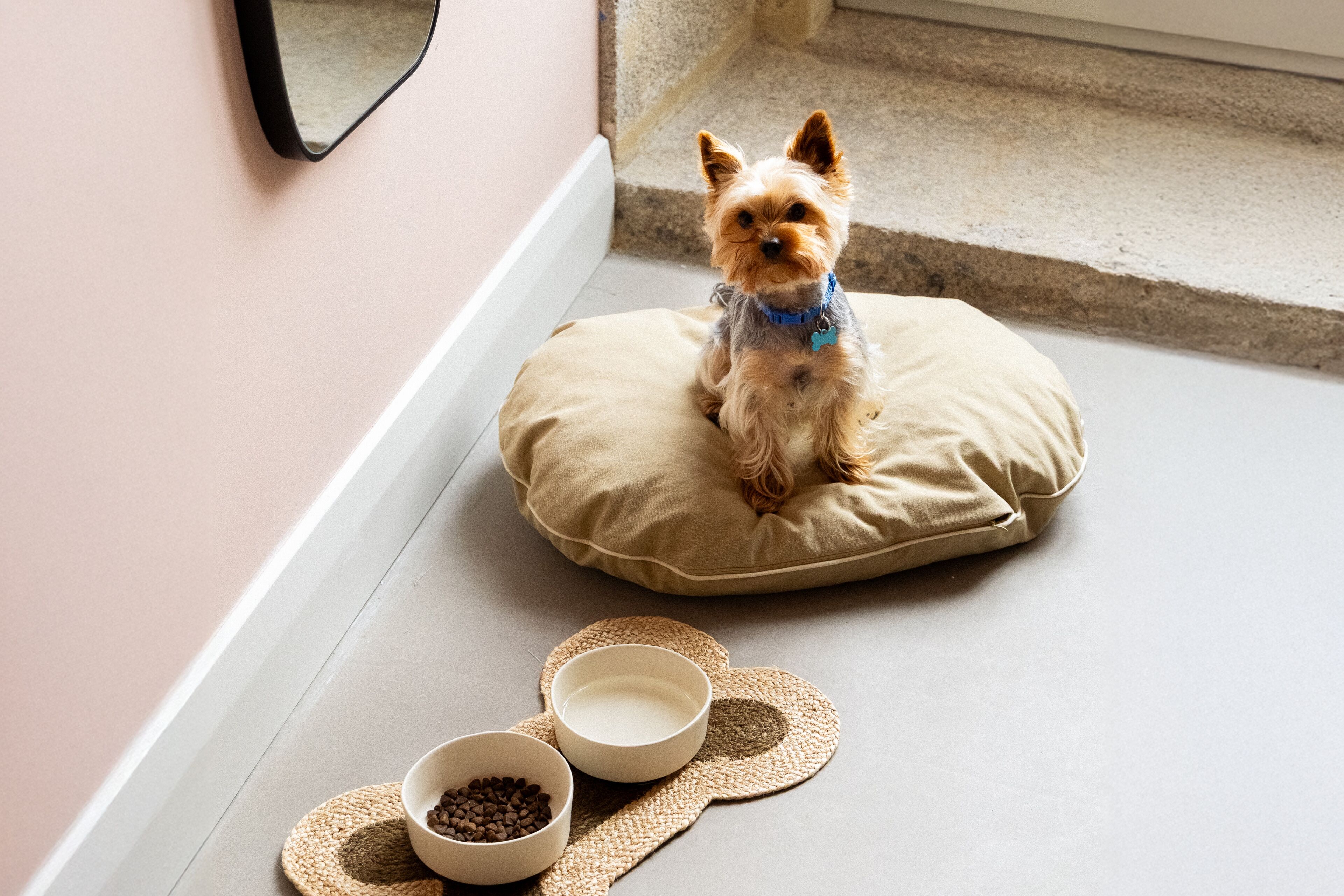 A small dog on a beige cushion with two bowls of food beside it.