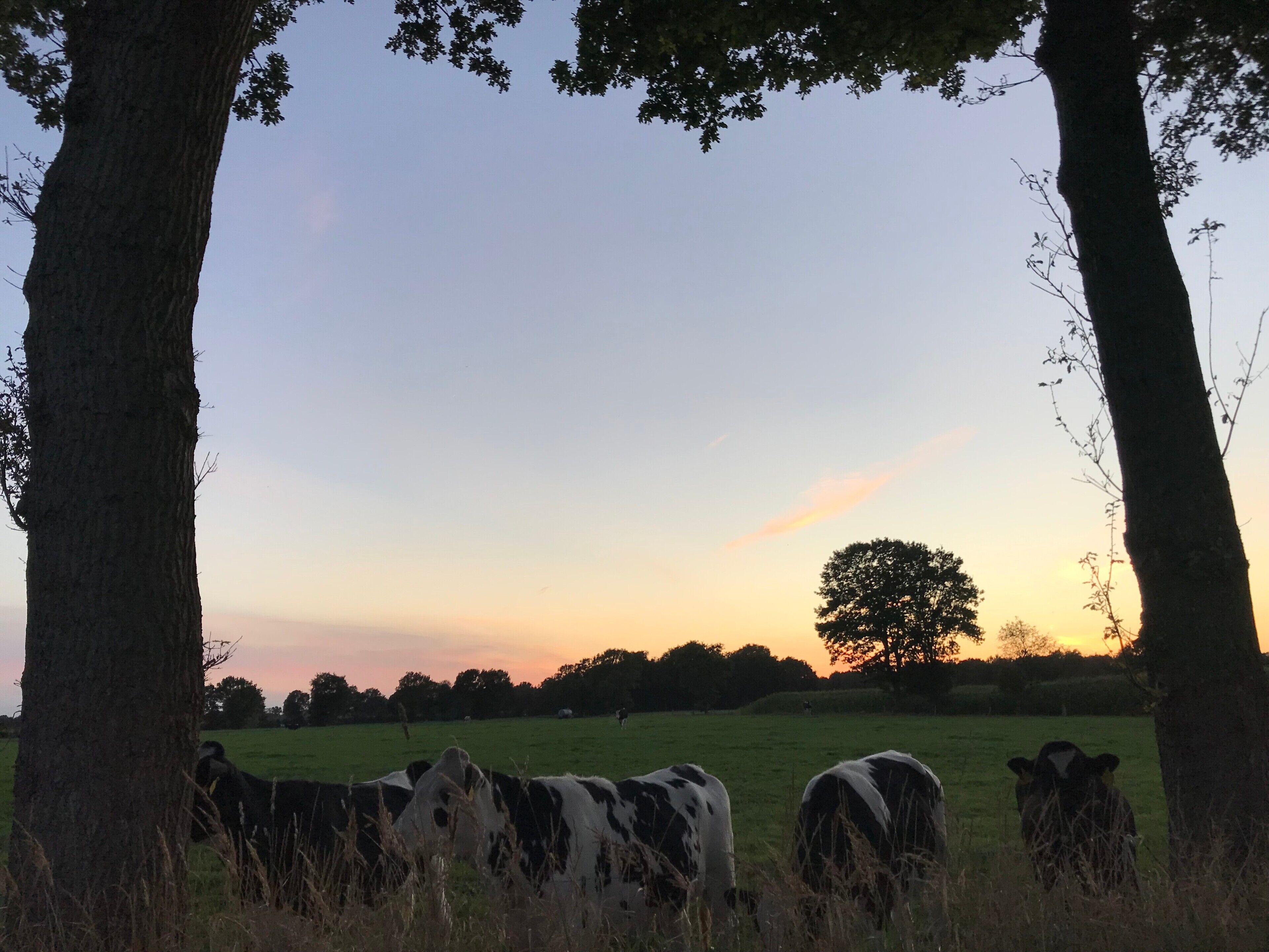 Een landelijk landschap met koeien die in een veld grazen, omringd door bomen.