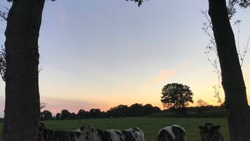 Een landelijk landschap met koeien die in een veld grazen, omringd door bomen.