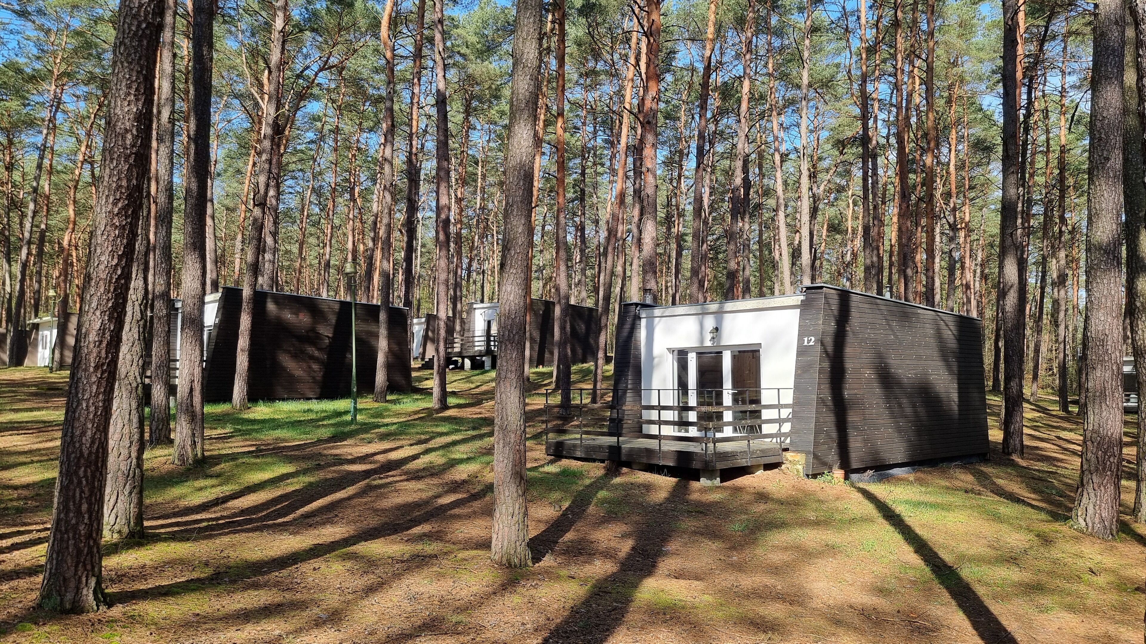Een bebost kampeerterrein met een moderne blokhut, nummer 12, omringd door hoge dennenbomen.