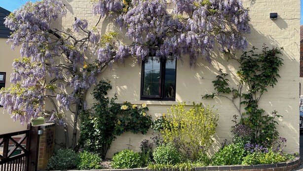 Et hus med en have, prydet med lilla wisteria og gule blomster.