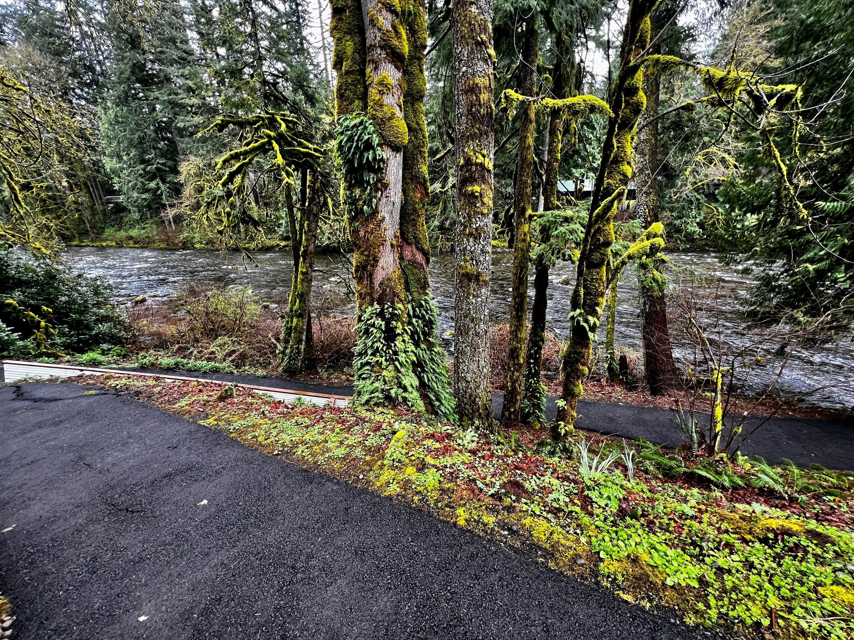 A forested area with a paved path, dense trees, and a stream.