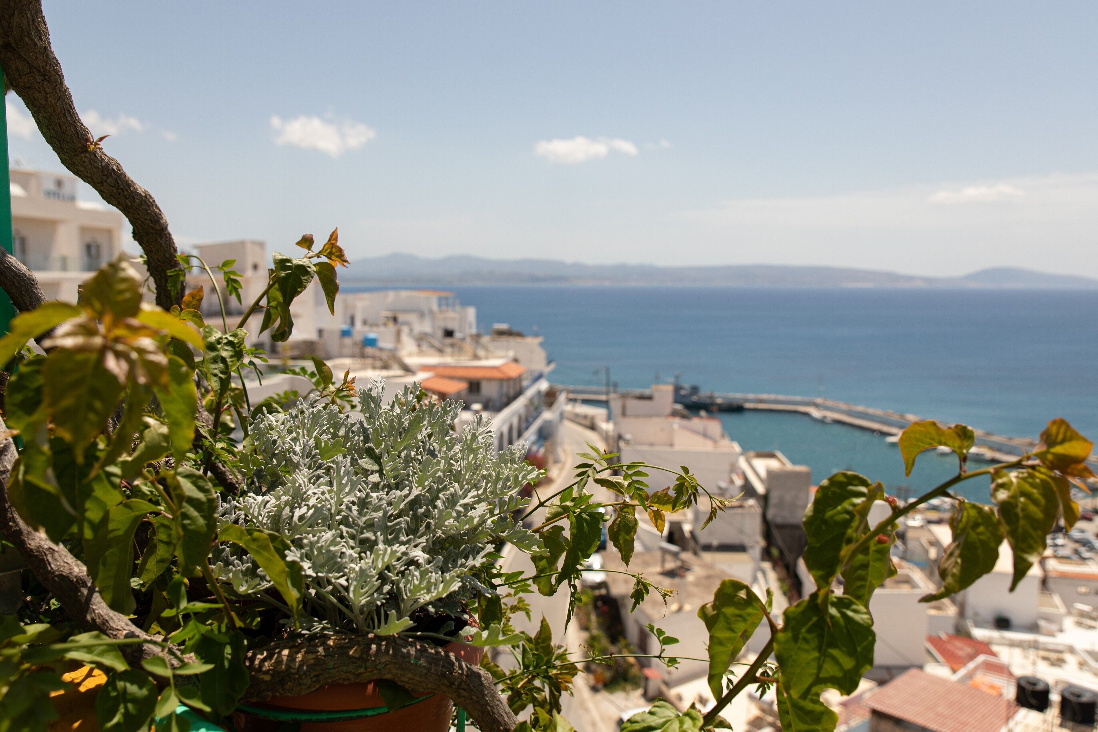 Une plante en pot aux feuilles vertes au premier plan, et un paysage urbain côtier avec des bâtiments et une étendue d’eau en arrière-plan.