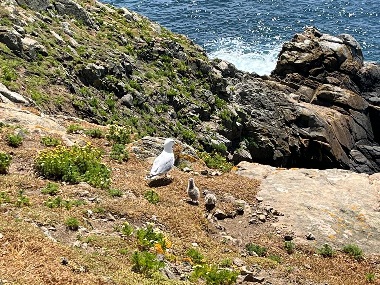Un paysage côtier rocheux, avec un goéland perché sur le sol.