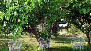 Trois chaises en osier blanc sont suspendues à un arbre dans un espace verdoyant.