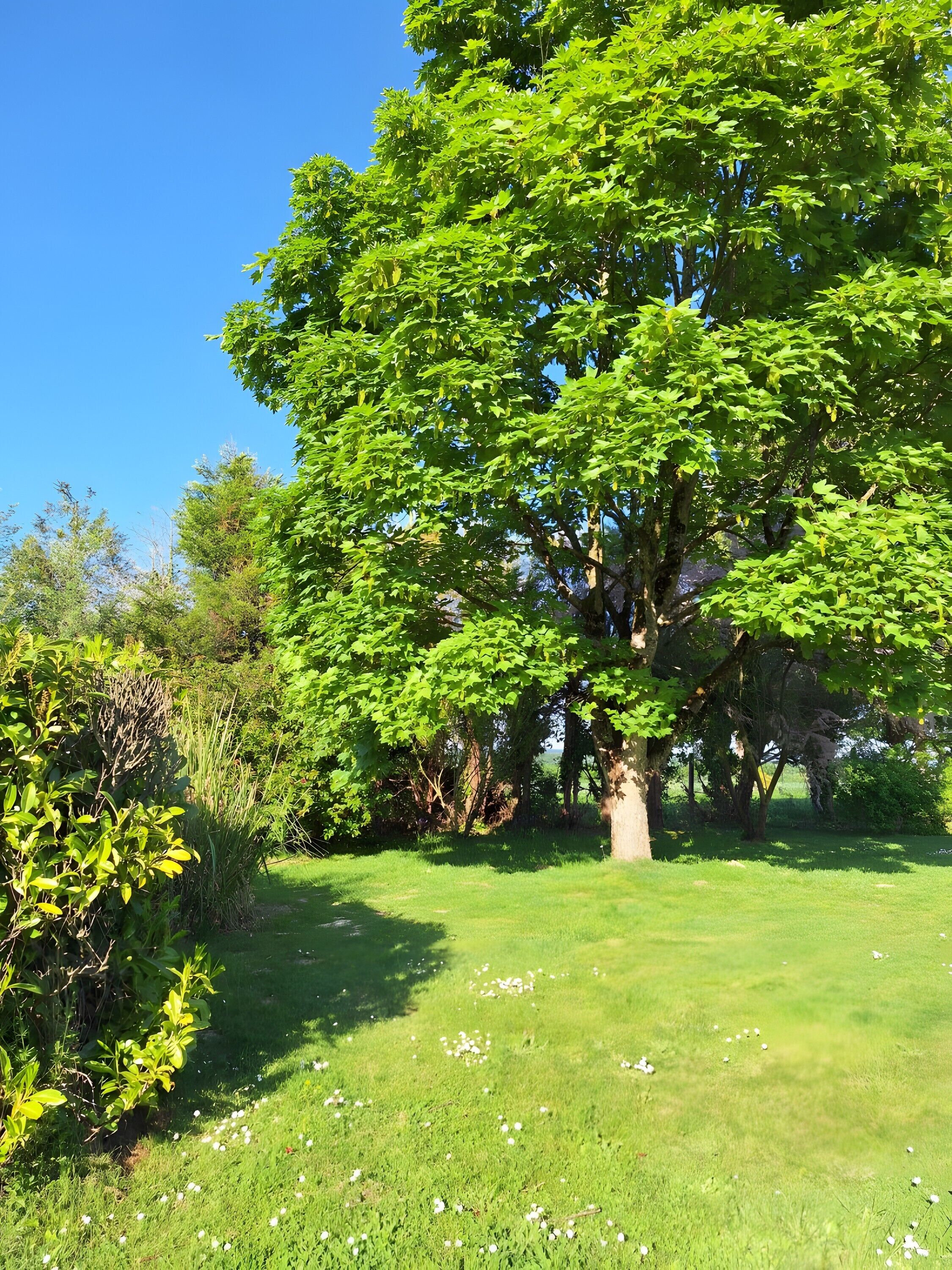 Áreas de la propiedad